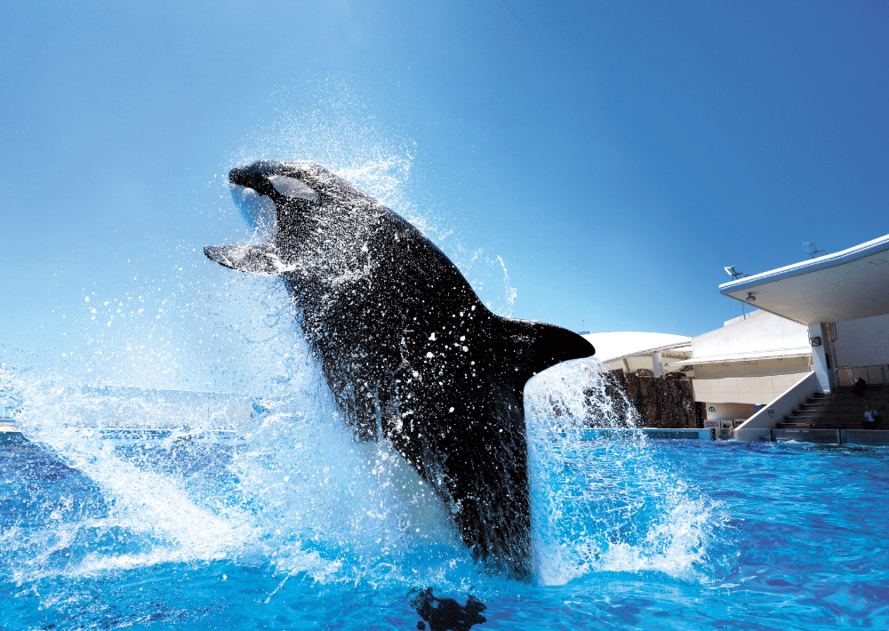 千葉の水族館デート「鴨川シーワールド」が人気！
