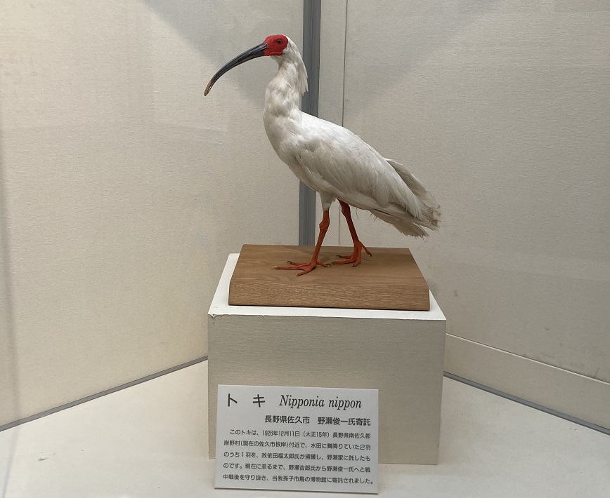 【我孫子市】日本で唯一の「鳥の博物館」でデート♪