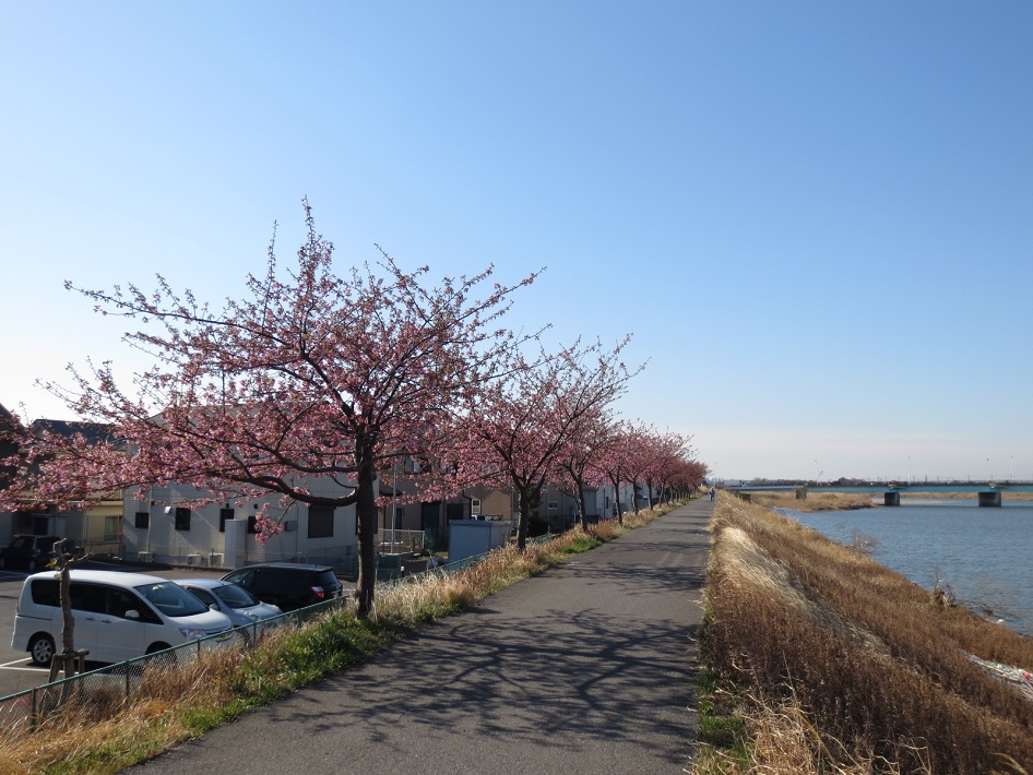 【市原市】養老川五井大橋付近の河津桜