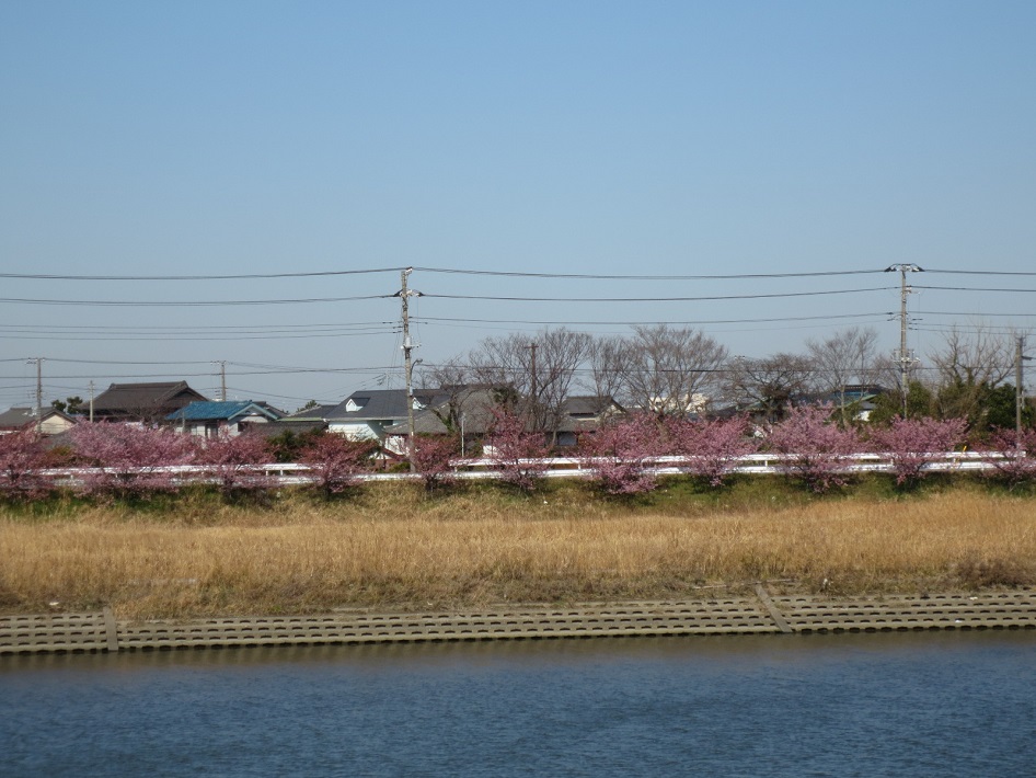 【市原市】養老川五井大橋付近の河津桜