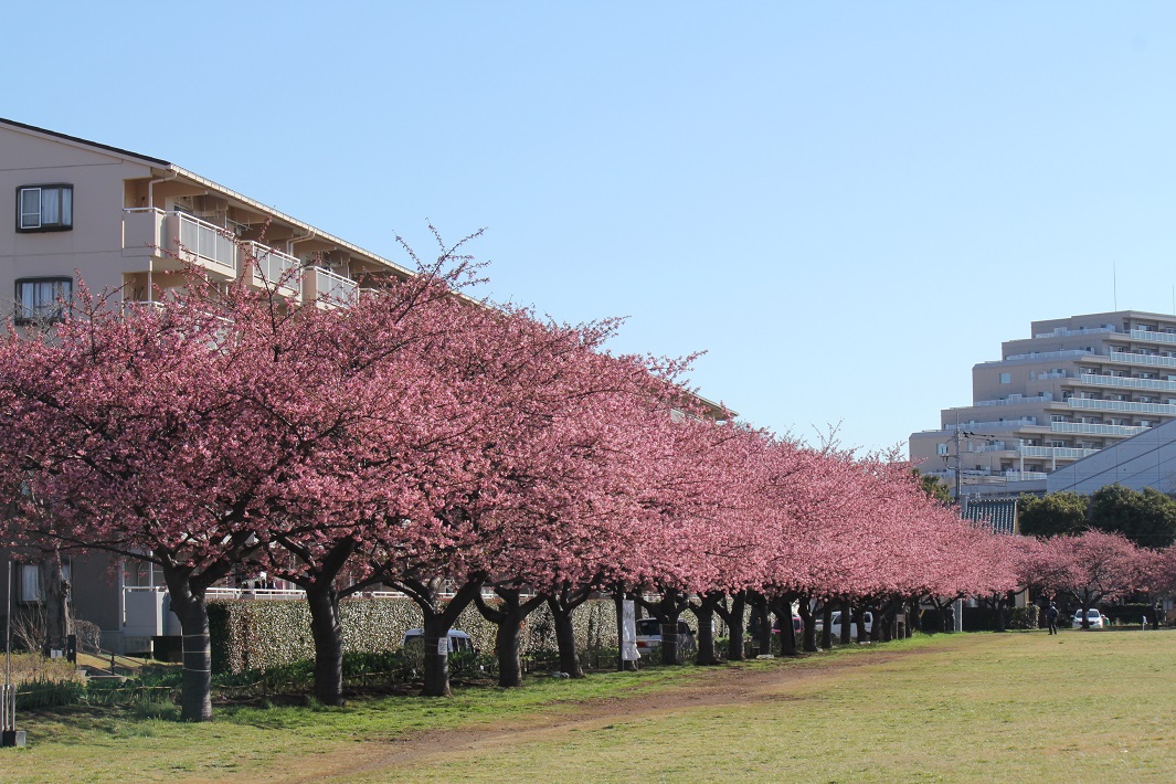 【佐倉市】西志津スポーツ等多目的広場の河津桜