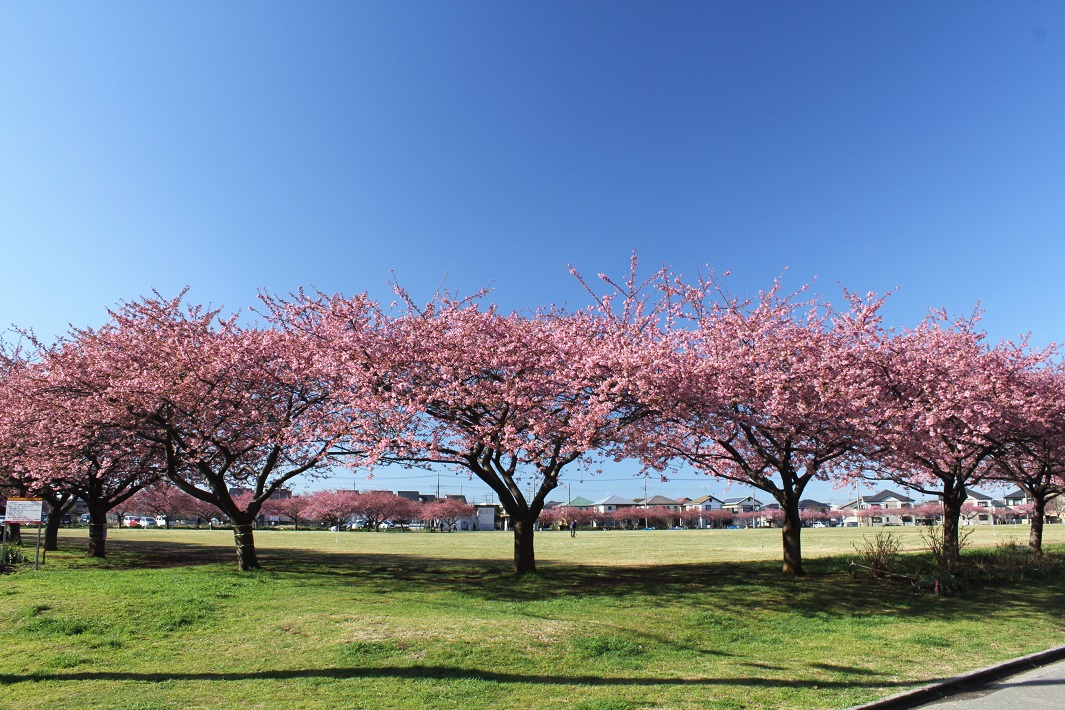 【佐倉市】西志津スポーツ等多目的広場の河津桜