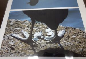 カルガモの脚
