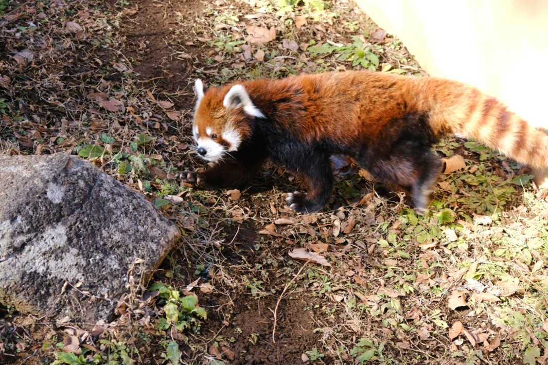 レッサーパンダ 風太 風子