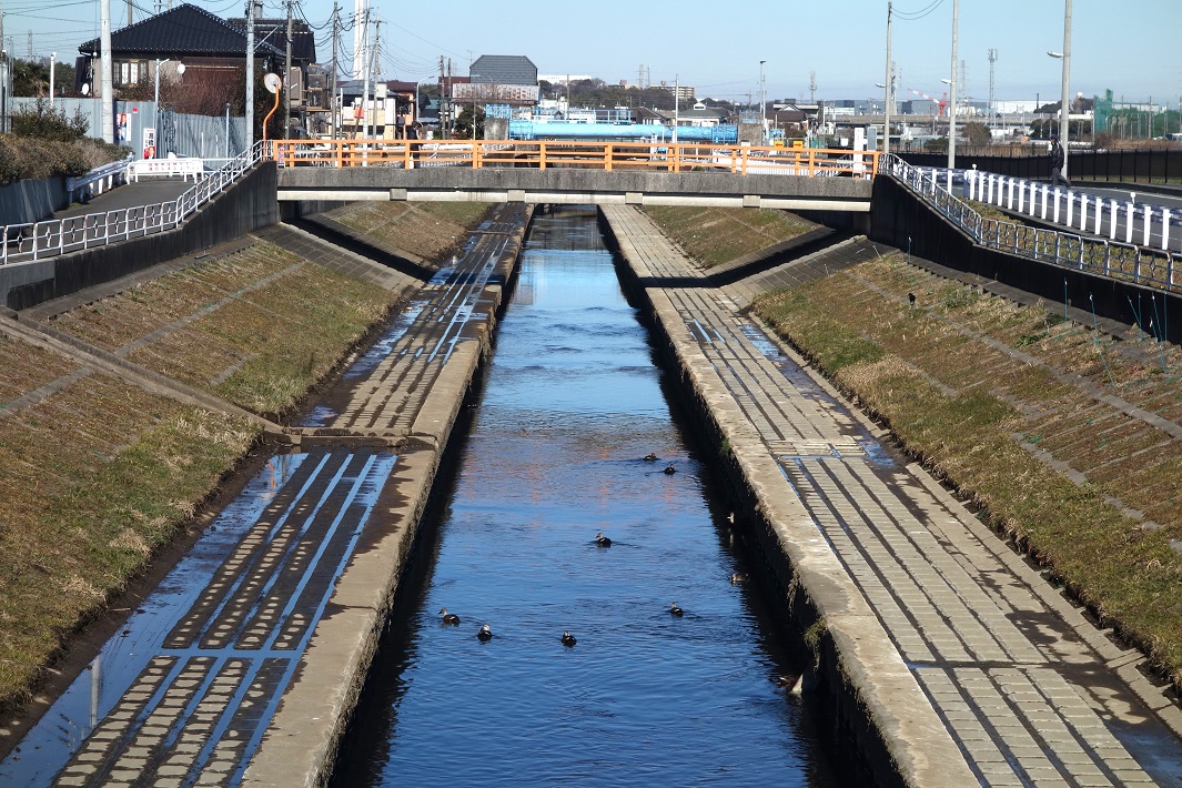 国分川　カルガモ