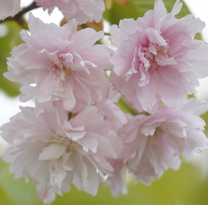 【木更津市】鎌足桜植樹祭でつなぐ 今と未来