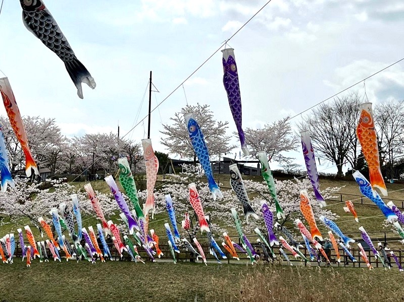 公津の杜公園のこいのぼり