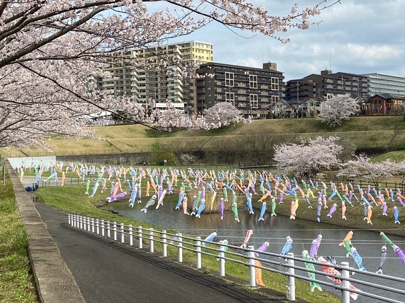こいのぼりと桜