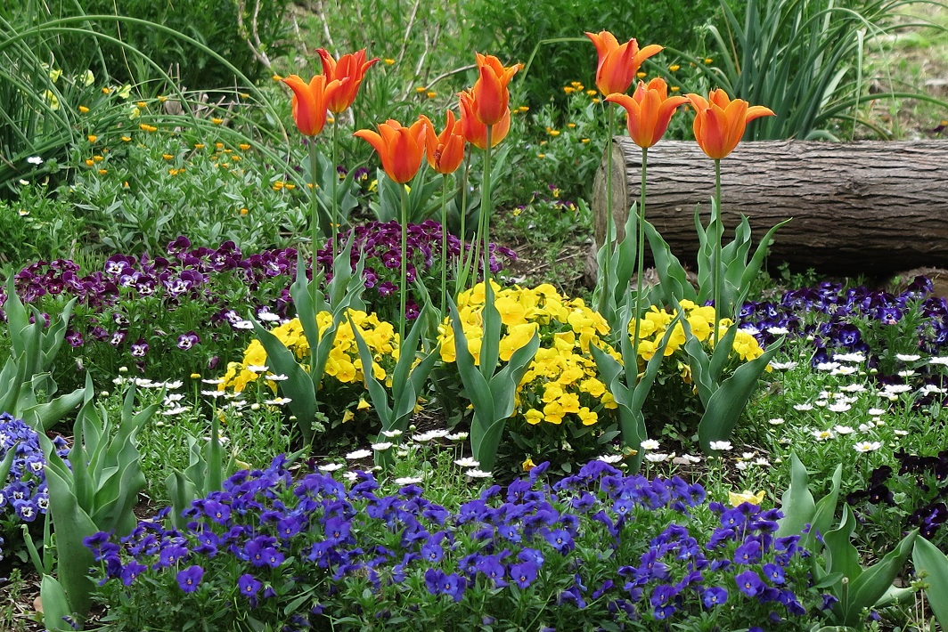 【佐倉市】春のオープンガーデン開催中!「吉田ガーデン」「ルリビタキの花園」5月14日まで