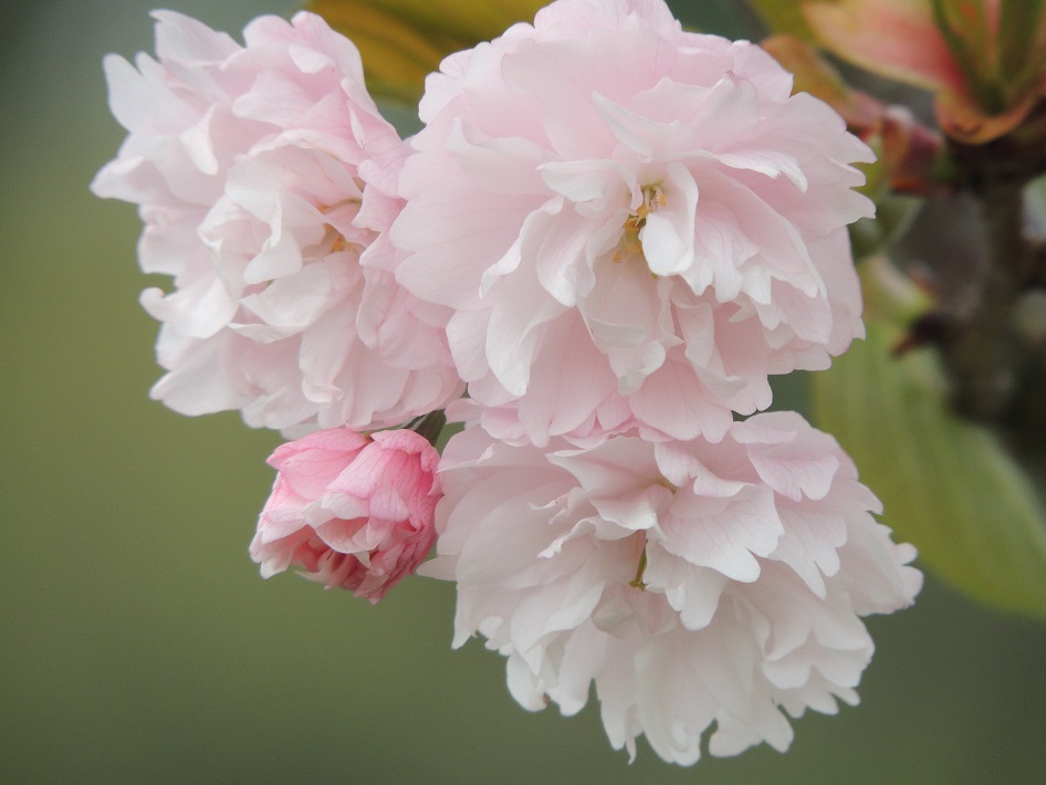 【木更津市】鎌足桜植樹祭でつなぐ 今と未来