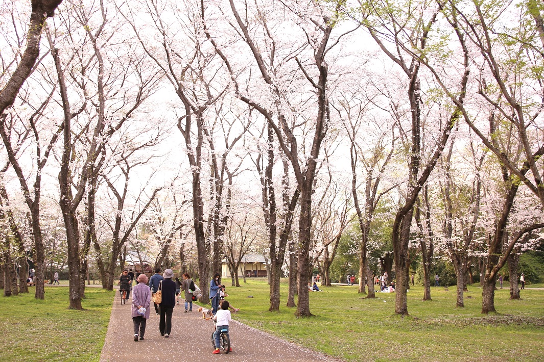 佐倉城址公園の桜