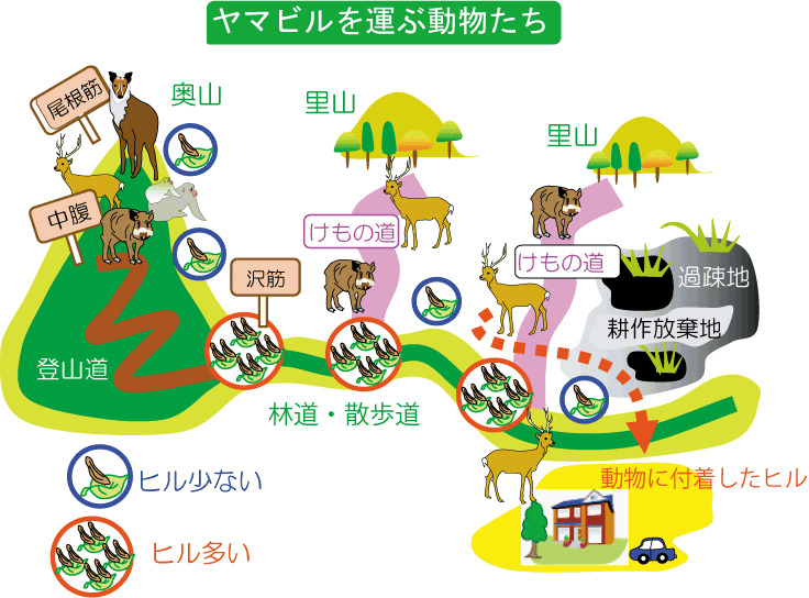 ヤマビルを運ぶ動物たち