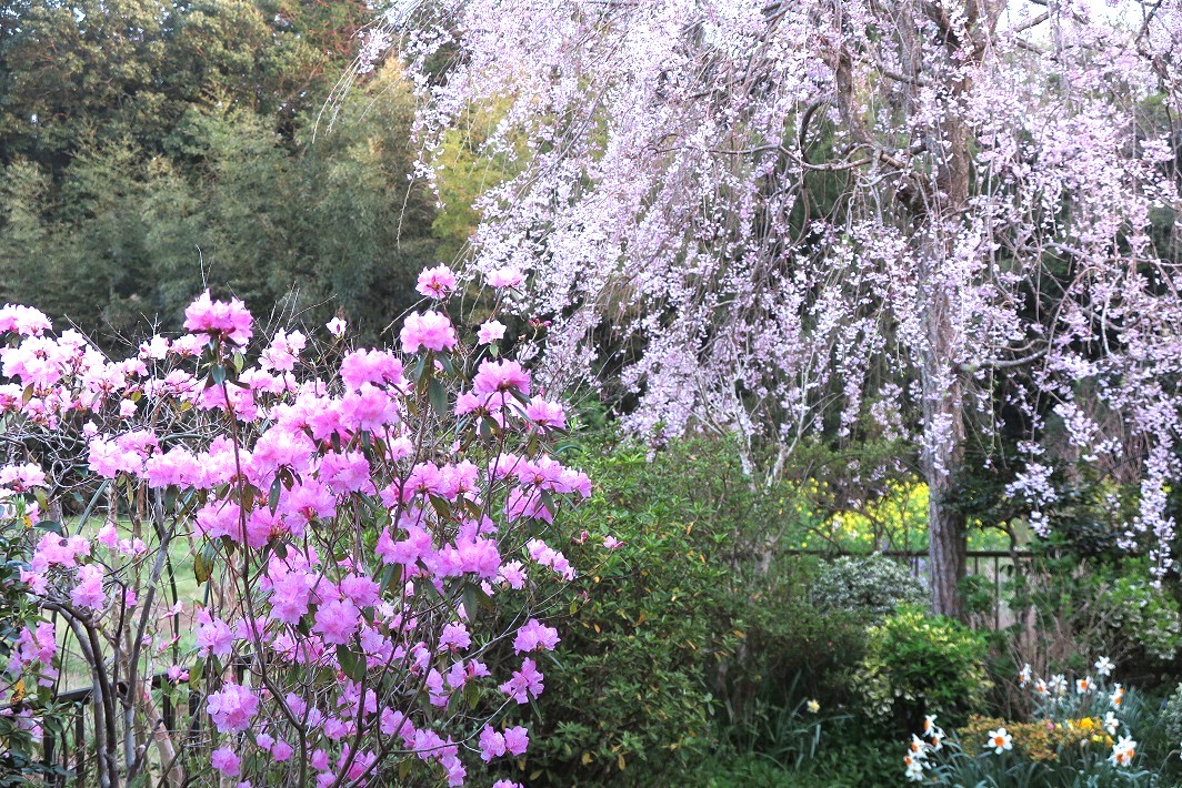 【佐倉市】春のオープンガーデン開催中!「吉田ガーデン」「ルリビタキの花園」5月14日まで