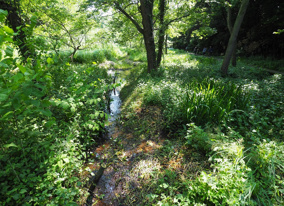 市川・大町自然観察園の長田谷津