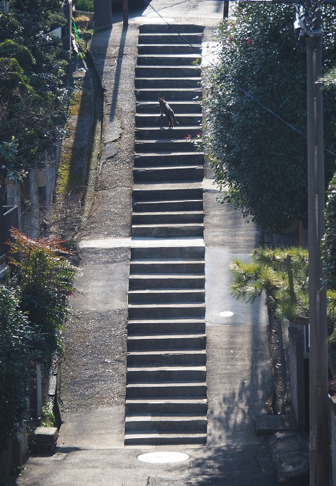 船橋市丸山の急な階段