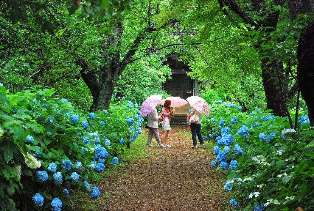 宗吾霊堂紫陽花まつり