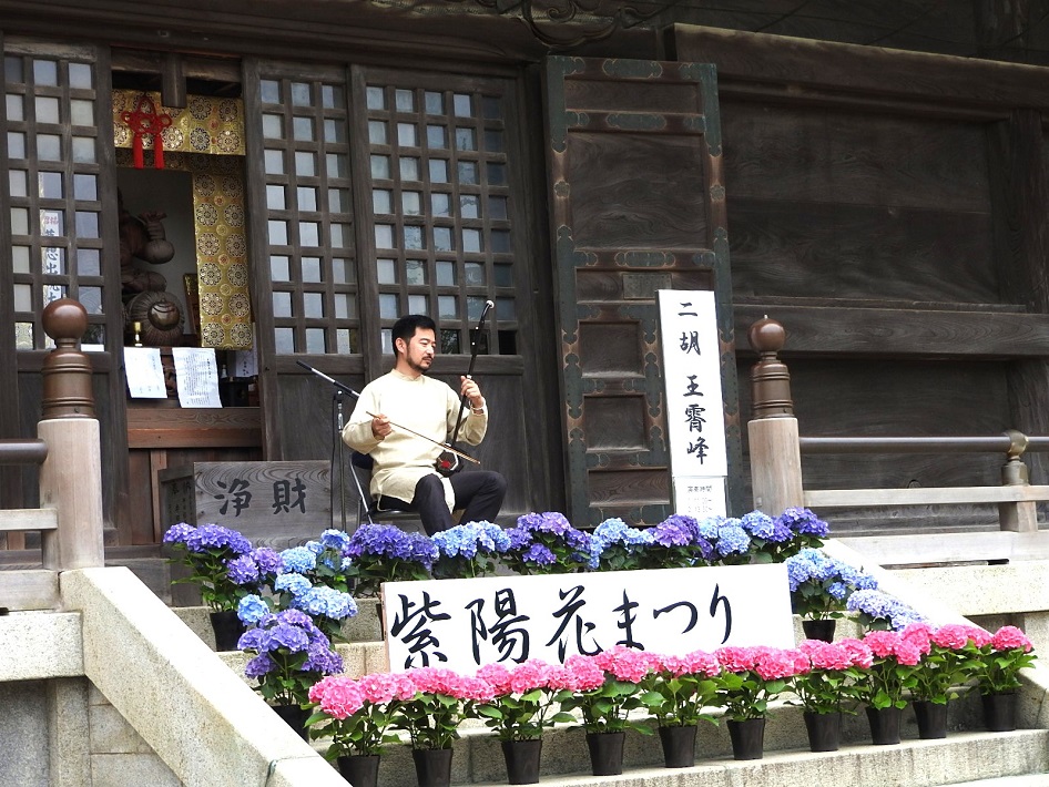 宗吾霊堂紫陽花まつり