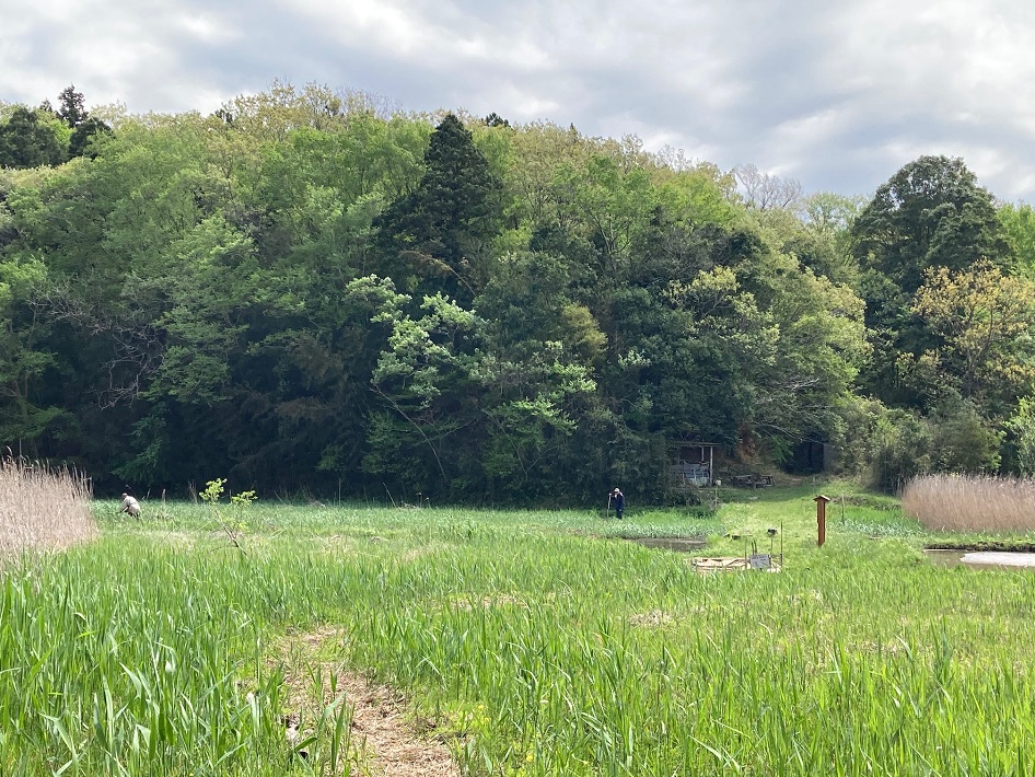 金光院谷津田【千葉市若葉区】