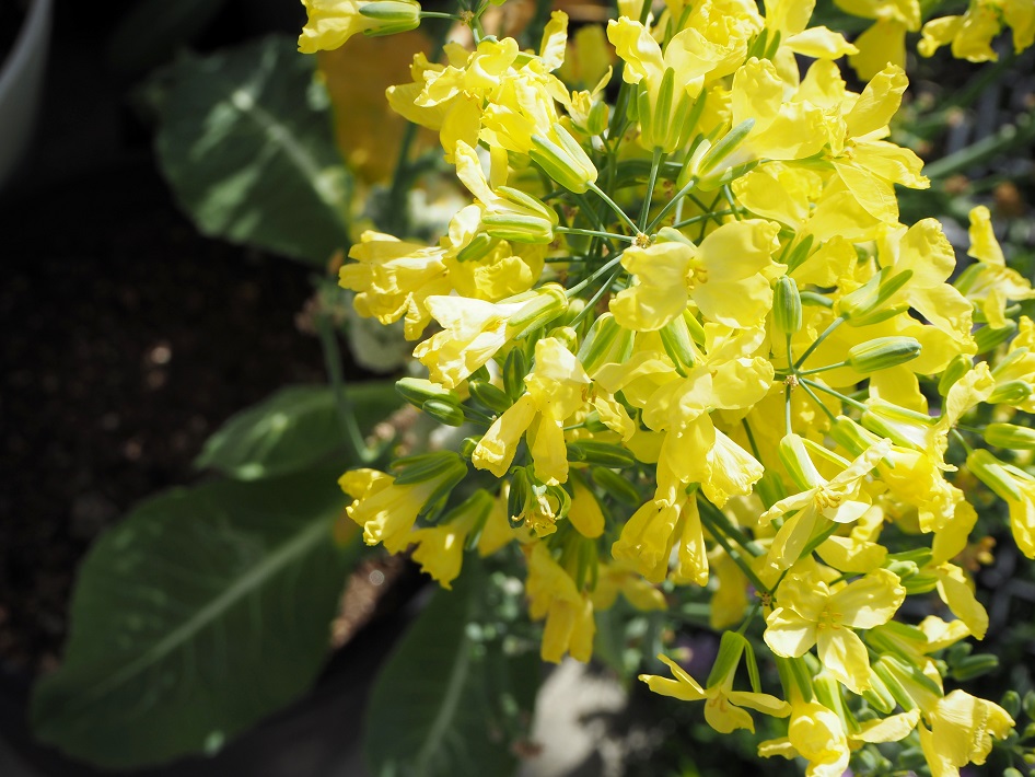 花椰菜 カリフラワー