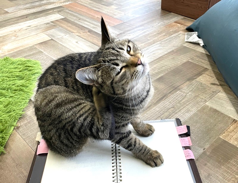 保護猫カフェ　PURR