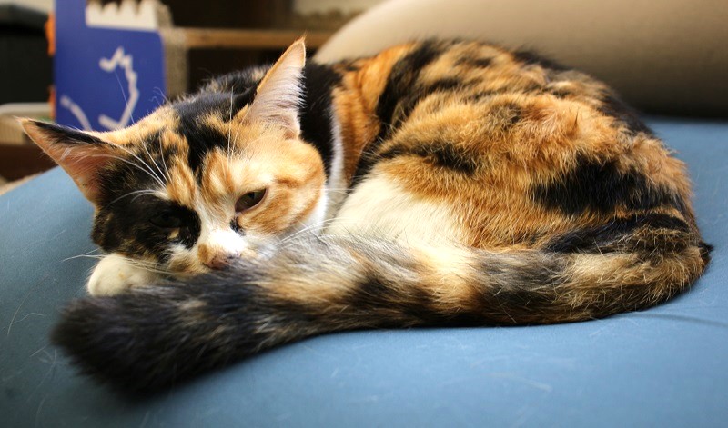 保護猫カフェ　PURR　三毛猫さわちゃん