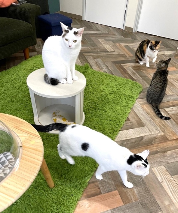 保護猫カフェ　PURR　ダイヤくん　モンドくん
