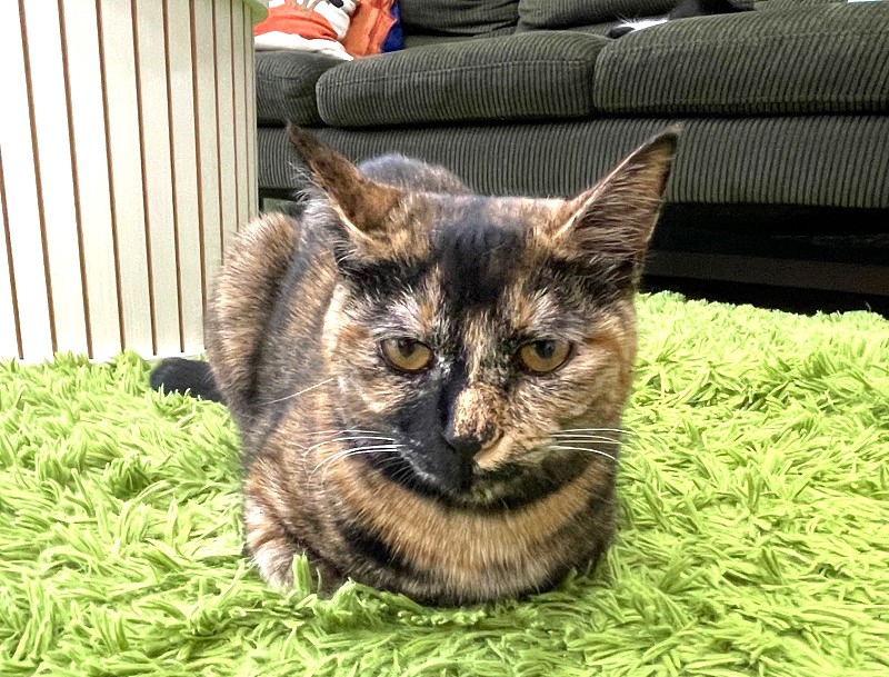 保護猫カフェ　PURR　ミソちゃん