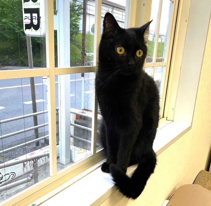 保護猫カフェ　PURR　クロくん