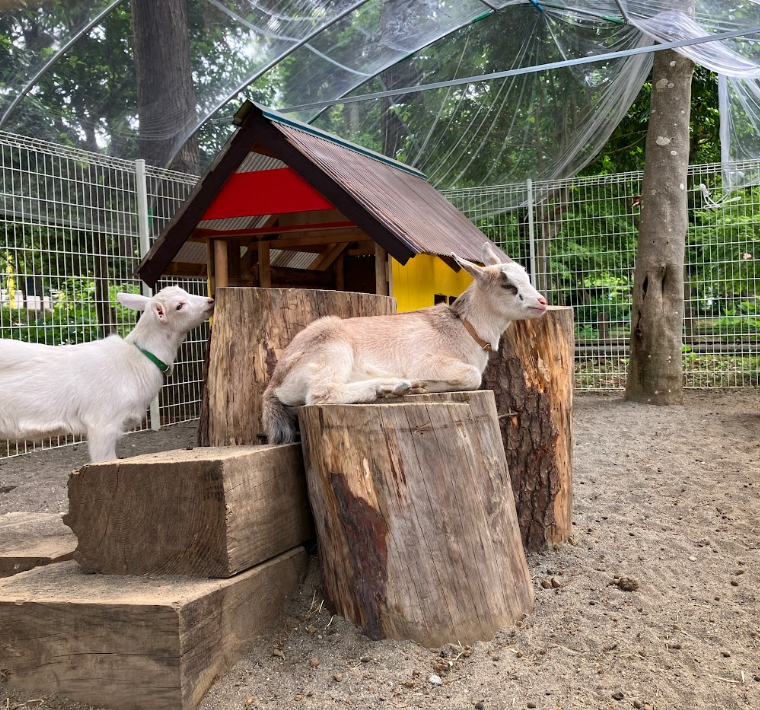 佐倉市 草ぶえの丘 ポニョの小屋