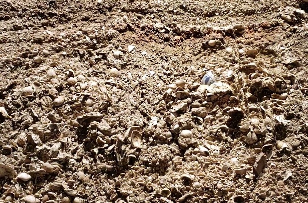 地層の中に埋まる茶碗や貝から当時の浦安の生活が分かります