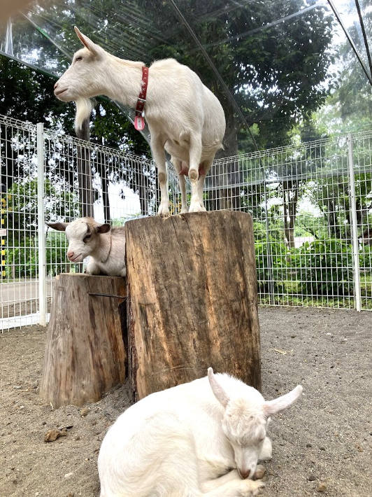 佐倉市 草ぶえの丘 ポニョと子供
