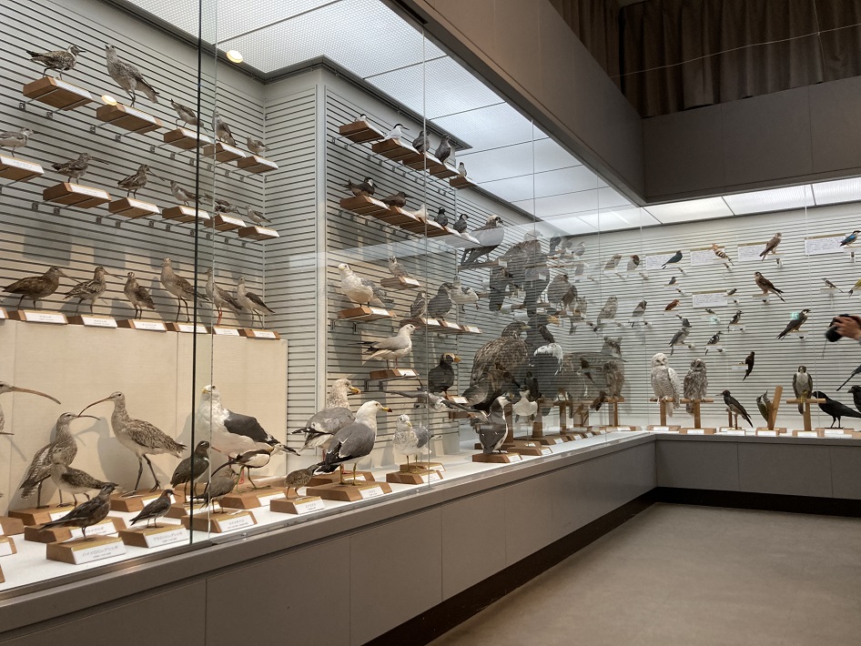 【我孫子市】日本で唯一の鳥の博物館！「我孫子市 鳥の博物館」