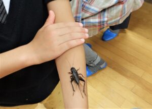 【鎌ケ谷市】自然観察講座「鳴く虫の夕べ」8月26日開催!