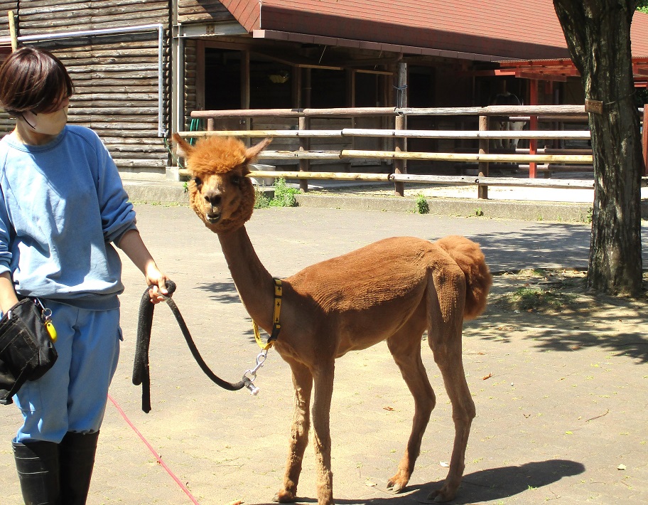 市川市動植物園　アルパカの毛刈り
