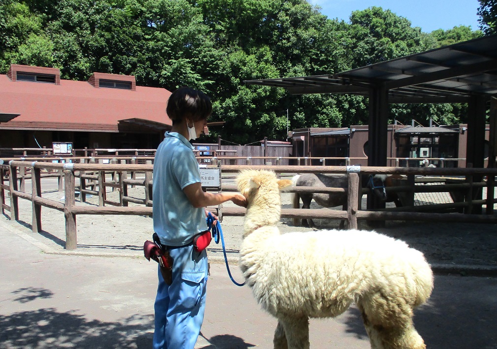 市川市動植物園　アルパカ