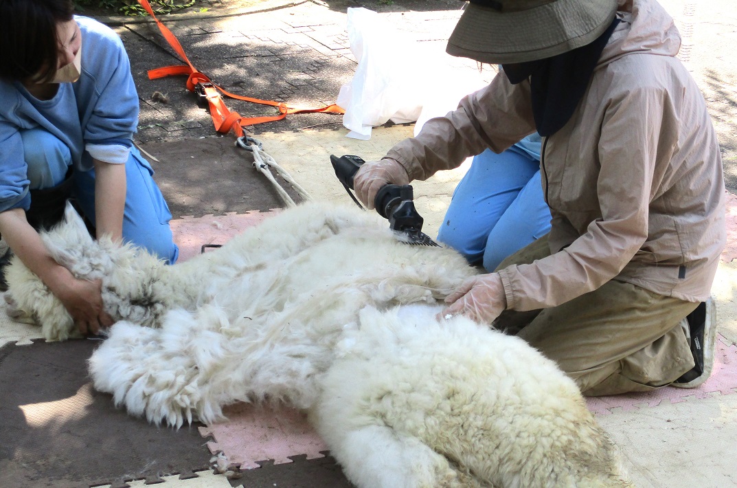 市川市動植物園　アルパカの毛刈り