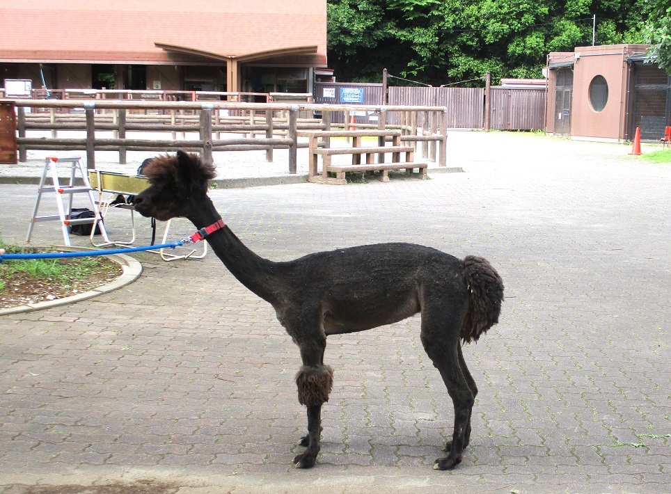 市川市動植物園　アルパカの毛刈り