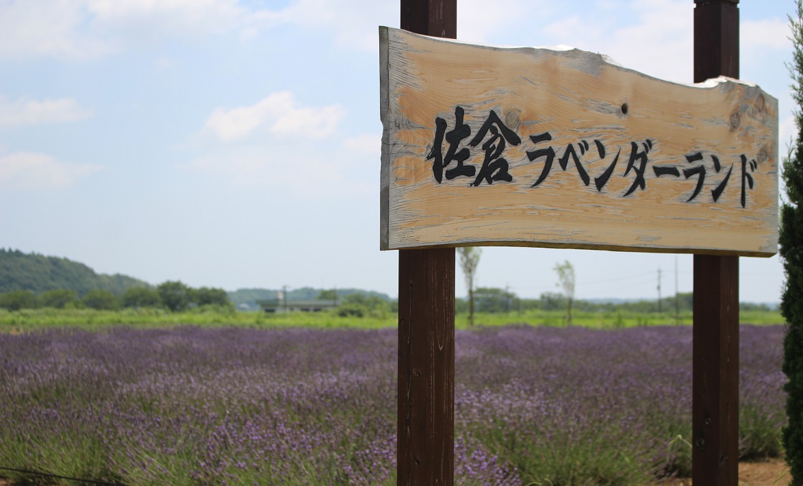 【佐倉市】ラベンダーソフトクリームが話題!「佐倉ラベンダーランド」