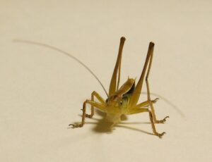 キリギリスの幼虫