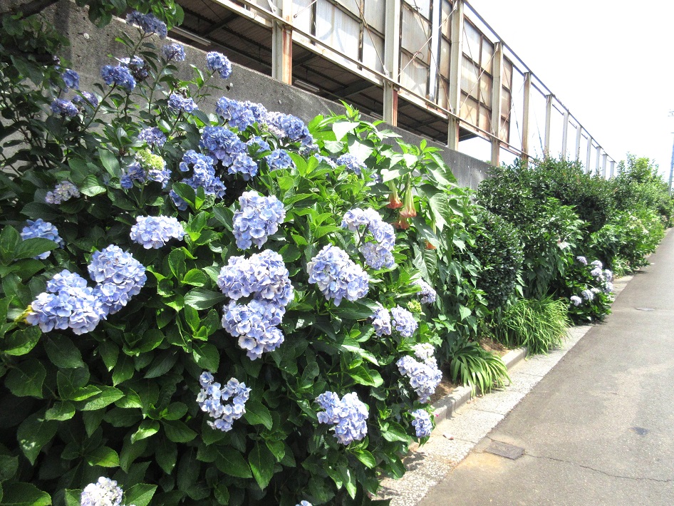 南守谷駅 線路沿いの花々