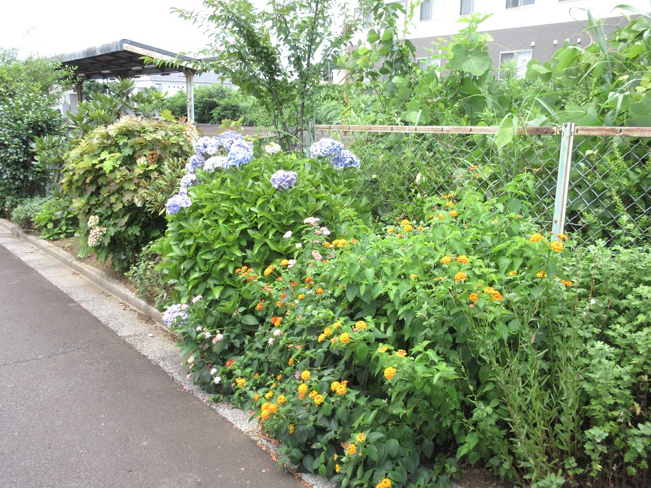 南守谷駅 線路沿いの花々