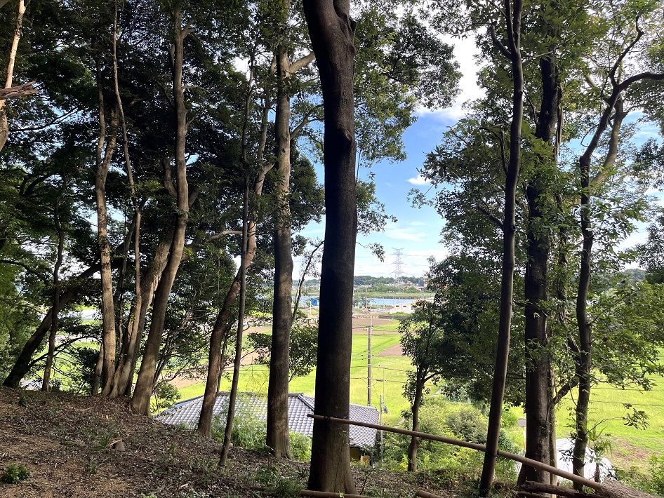 北星照ラス  根戸城址の森