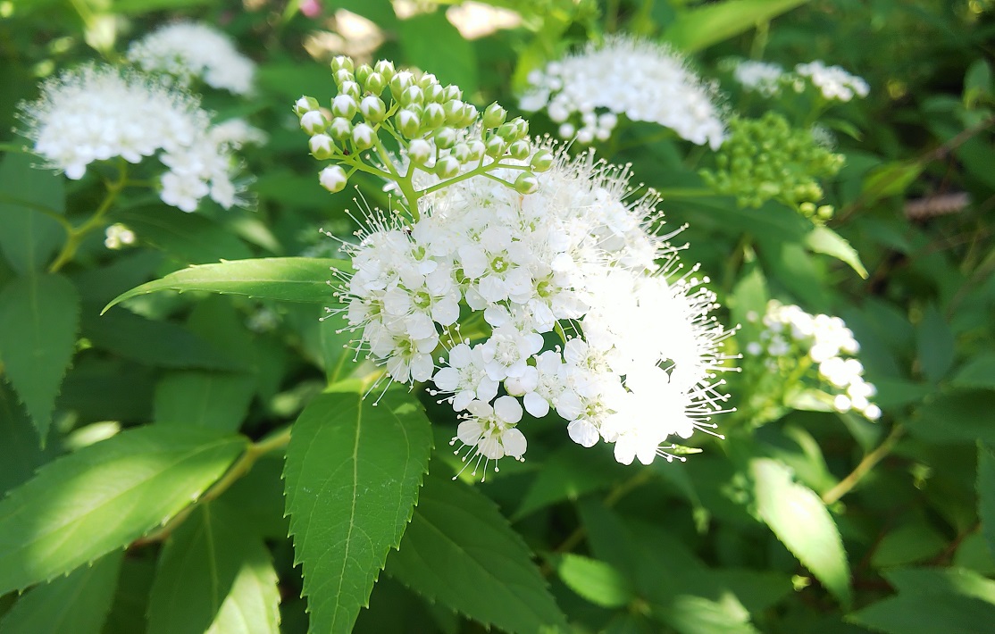 芹
