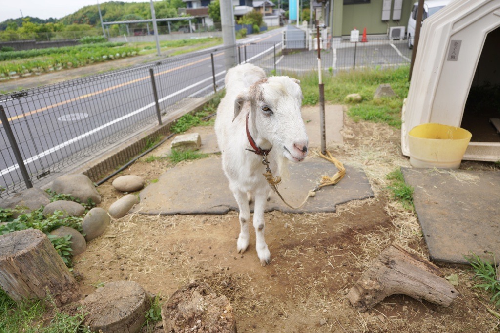 佐倉市 金子牧場のアイドルヤギ
