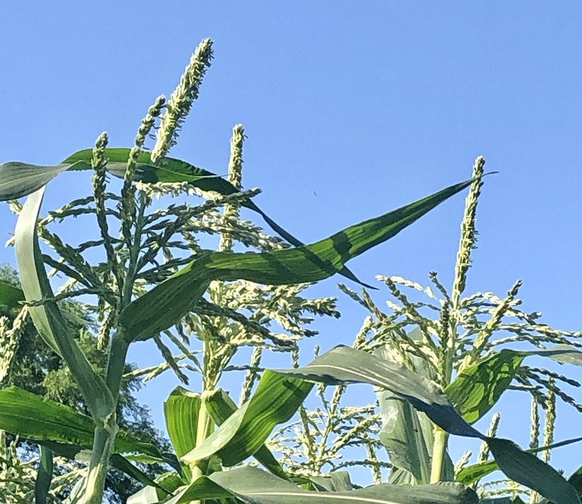 玉蜀黍