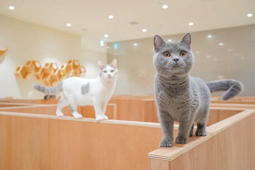 Cat Café MOFF セブンパークアリオ柏店