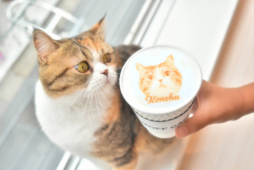 Cat Café MOFF セブンパークアリオ柏店のドリンクと猫