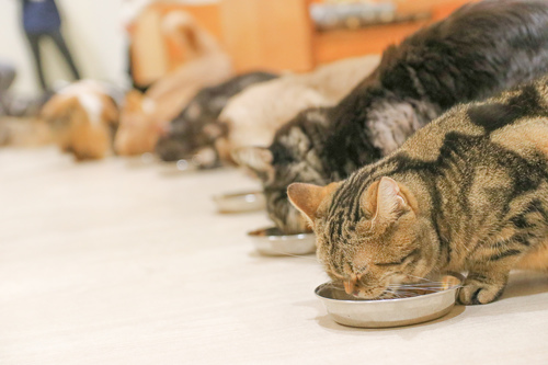Cat Café MOFF セブンパークアリオ柏店の食事タイム