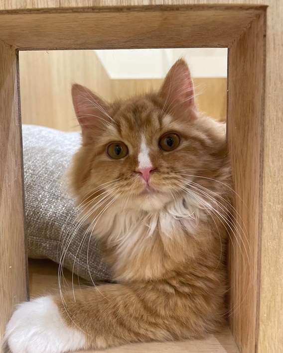 Cat Café MOFF セブンパークアリオ柏店