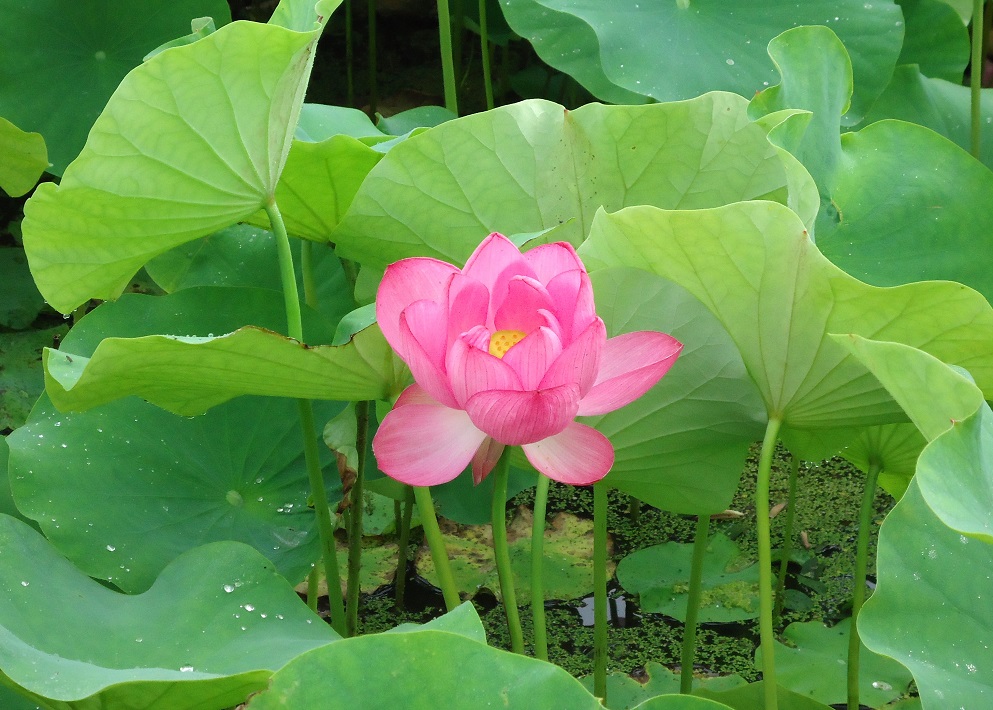 蓮根